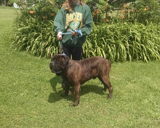 brindle bullmastiff dog